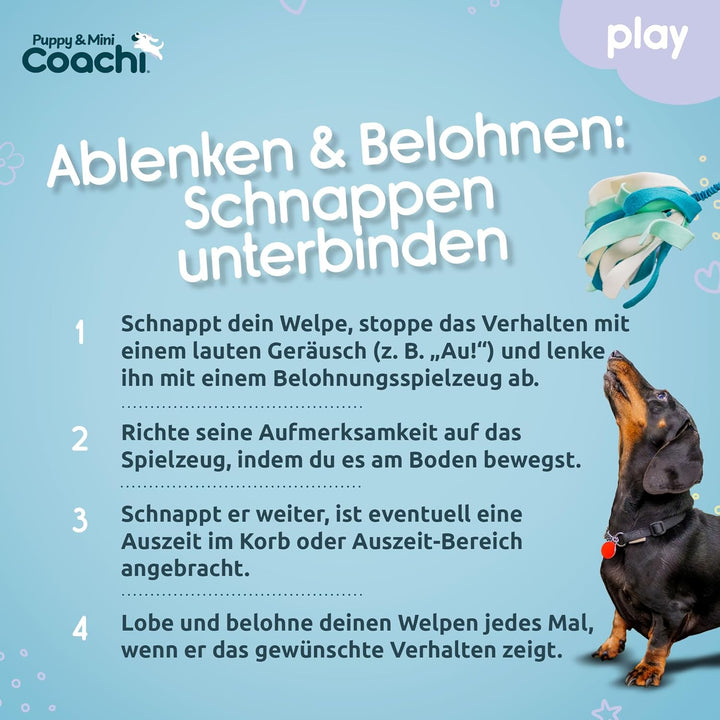 Coachi Puppy & Mini Tuggi Spider - Ideal für Zerr- und Apportierspiele, Hundespielzeug Bungee-Griff.