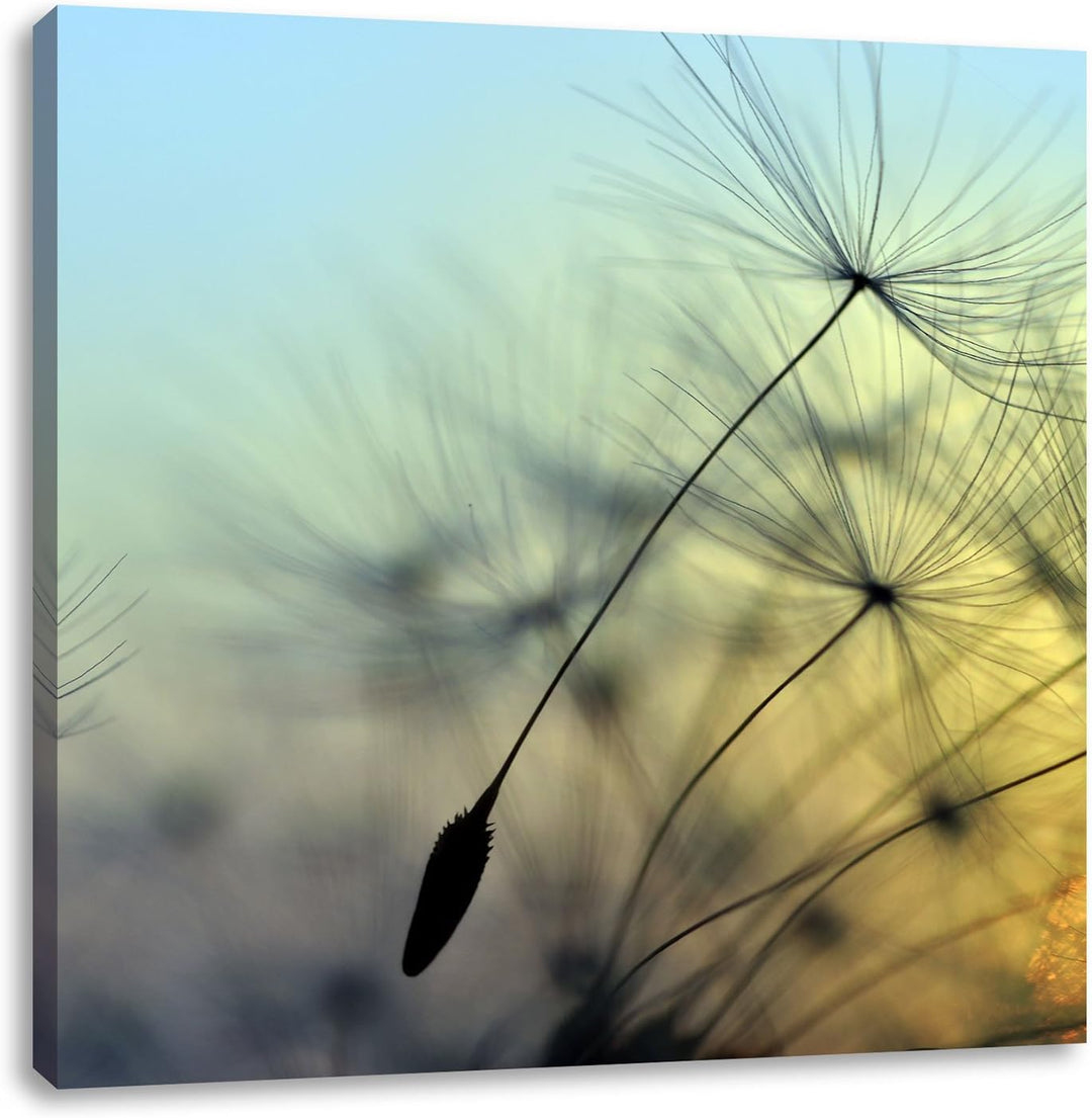 Pusteblumen mit Tautropfen, Format: 70x70 auf Leinwand, XXL riesige Bilder fertig gerahmt mit Keilra
