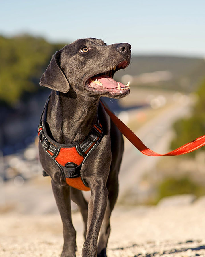 Joytale Hundegeschirr mittelgrosse Hunde, reflektierendes Geschirr Hund,luftdurchlässige Hundegeschi