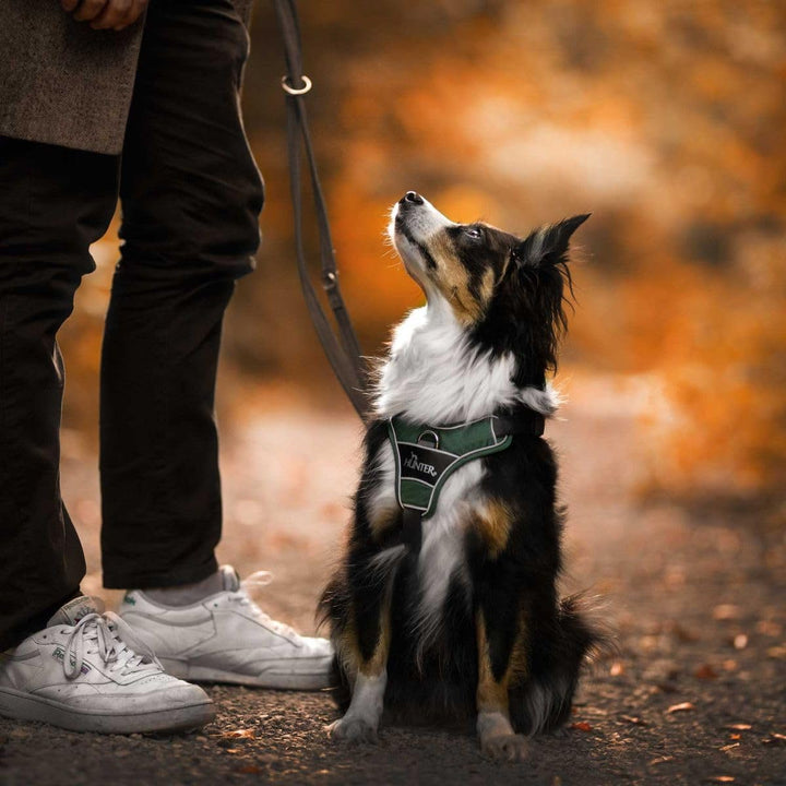 HUNTER DIVO Hundegeschirr, M, 56-73 cm, gün/grau 56 - 73 cm grün/grau, 56 - 73 cm grün/grau