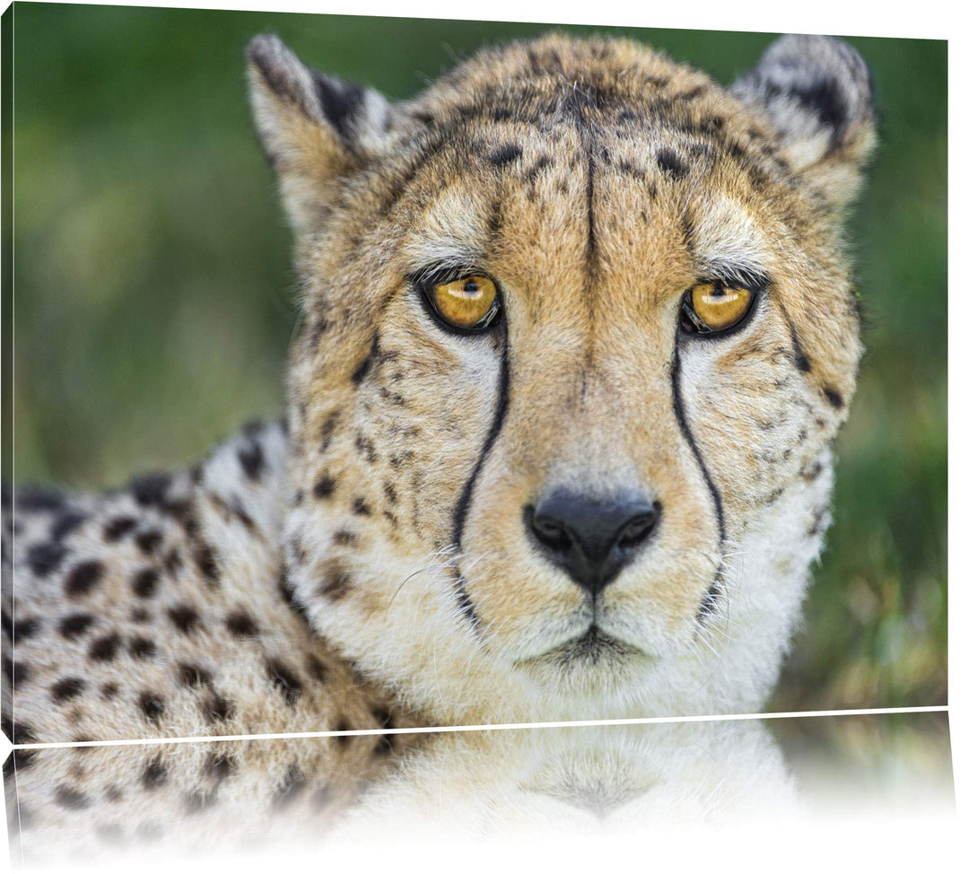 Pixxprint ruhender Gepard auf Leinwand, XXL riesige Bilder fertig gerahmt mit Keilrahmen, Kunstdruck