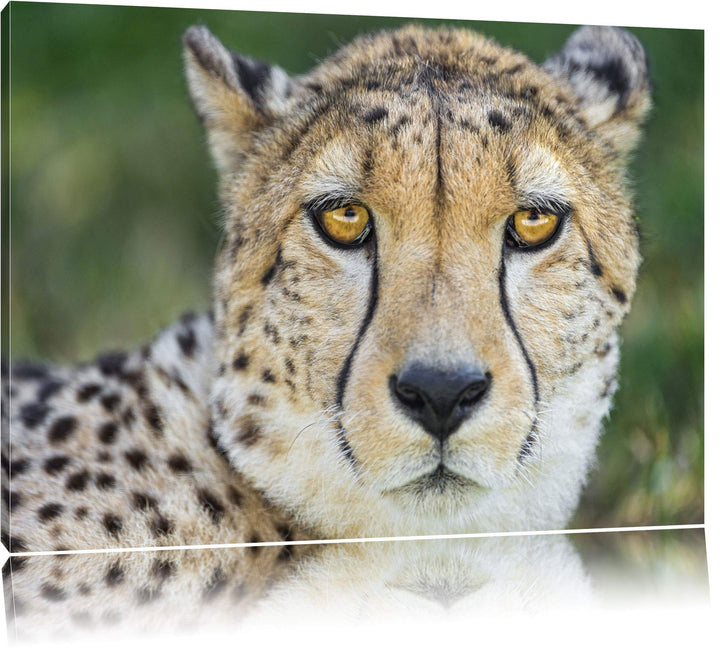 Pixxprint ruhender Gepard auf Leinwand, XXL riesige Bilder fertig gerahmt mit Keilrahmen, Kunstdruck