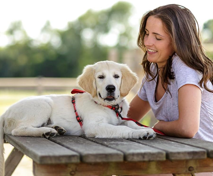 HALTI Walking Hundegeschirr – Mit weichem Neopren-gefüttertem Griff, 5 verstellbare Riemen und 3M-Re