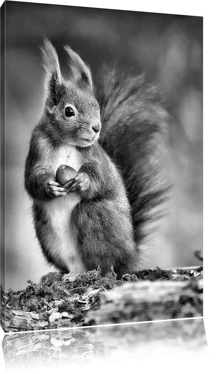 Pixxprint Freches Eichhörnchen mit Nuss als Leinwandbild/Grösse: 100x70 / Wandbild/Kunstdruck/fertig