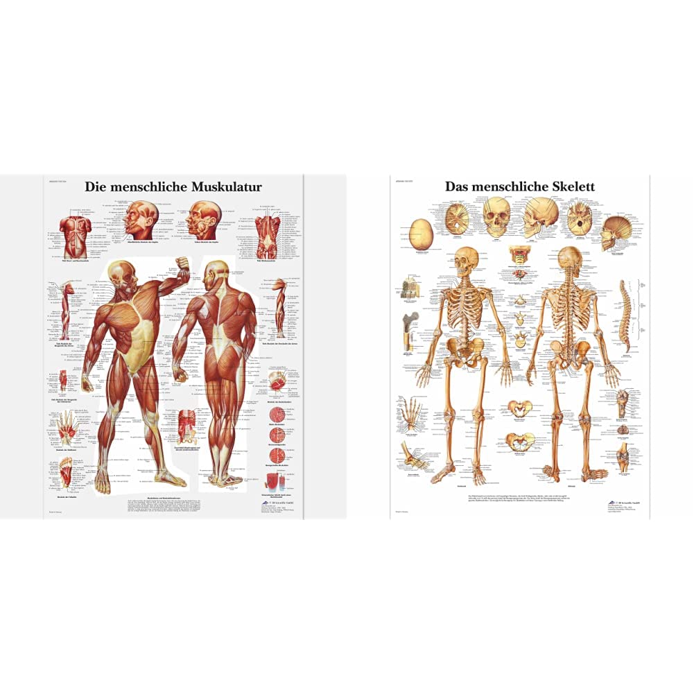 3B Scientific Lehrtafel laminiert - Die menschliche Muskulatur &amp; Lehrtafel laminiert - Das menschlic