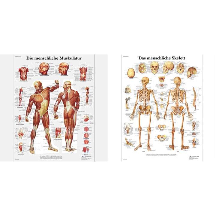 3B Scientific Lehrtafel laminiert - Die menschliche Muskulatur &amp; Lehrtafel laminiert - Das menschlic