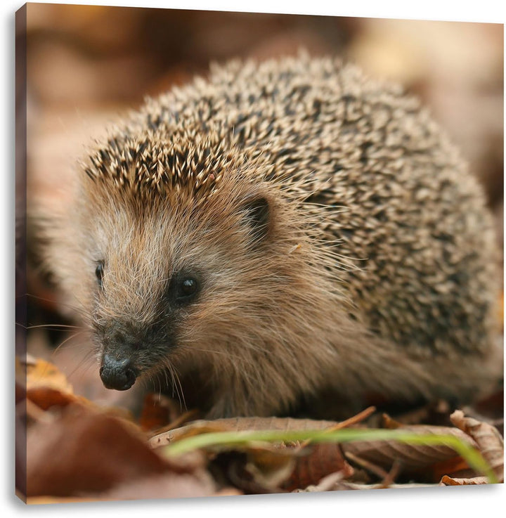 Pixxprint Kleiner Igel, Format: 70x70 auf Leinwand, XXL riesige Bilder fertig gerahmt mit Keilrahmen