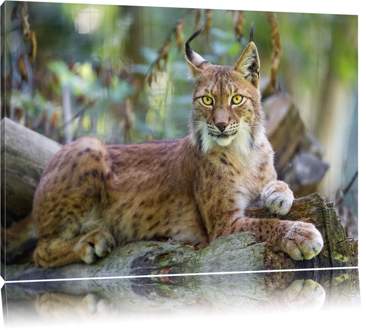 Pixxprint aufmerksamer Luchs auf Leinwand, XXL riesige Bilder fertig gerahmt mit Keilrahmen, Kunstdr