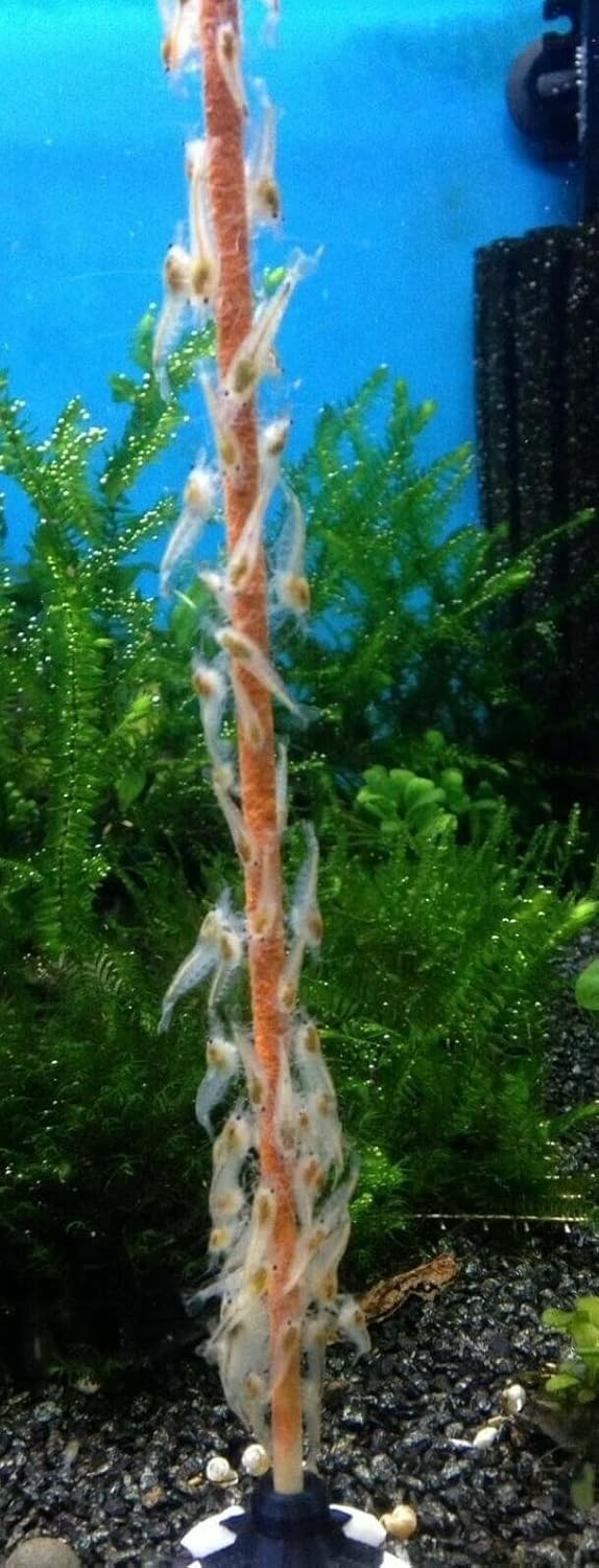 Shrimp-Lollies Power (50er-Pack), Futter für Garnelen, Shrimp Sticks Lolly
