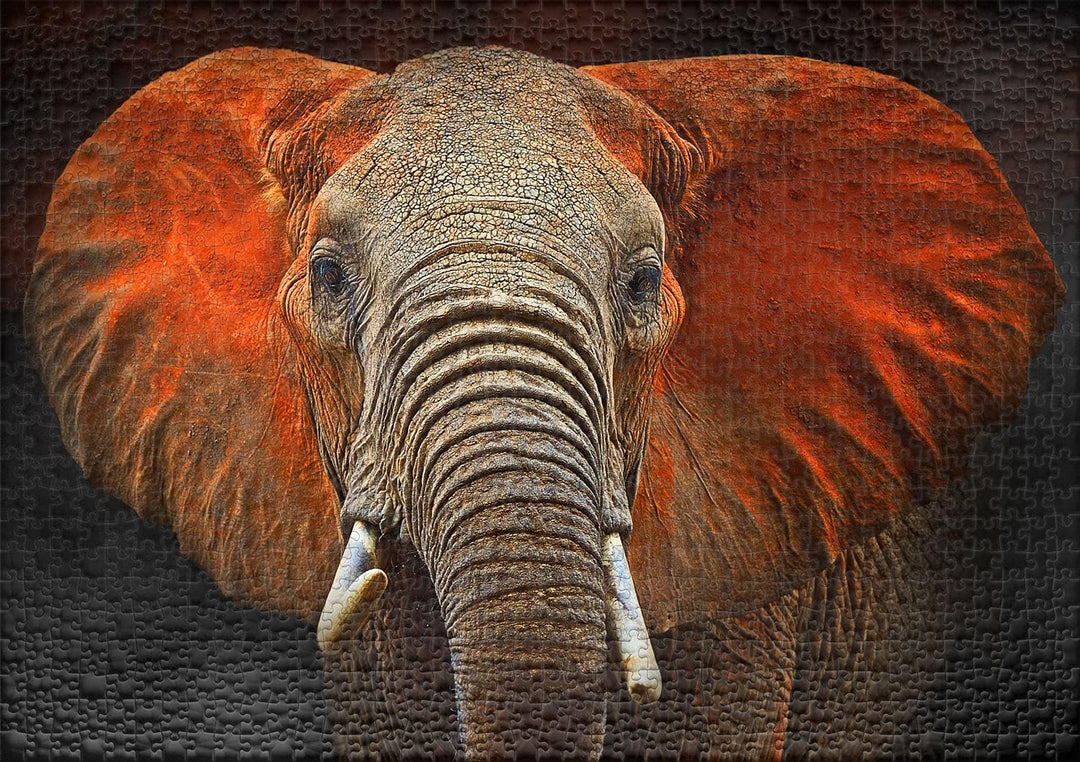 Ulmer Puzzleschmiede - Puzzle „Tsavo-Elefant“ - Stilvolles 1000 Teile Wildlife-Puzzle – Tierportrait