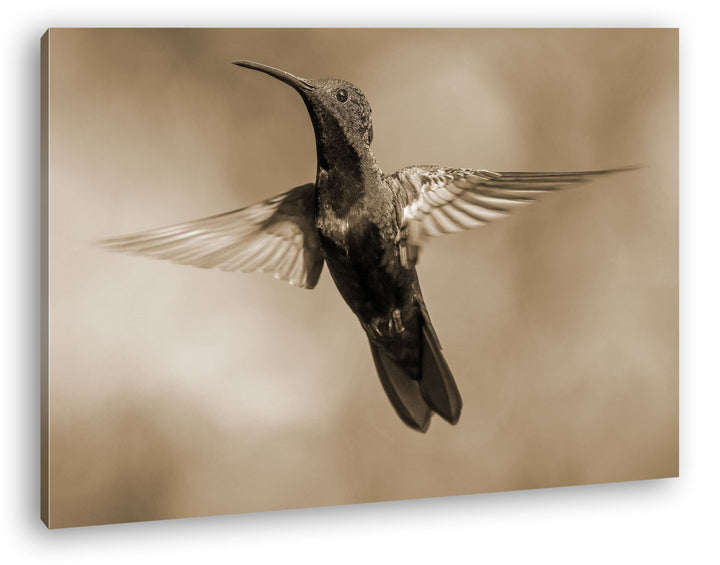 deyoli flinker Kolibri Format: 80x60 Effekt: Sepia als Leinwand, Motiv fertig gerahmt auf Echtholzra