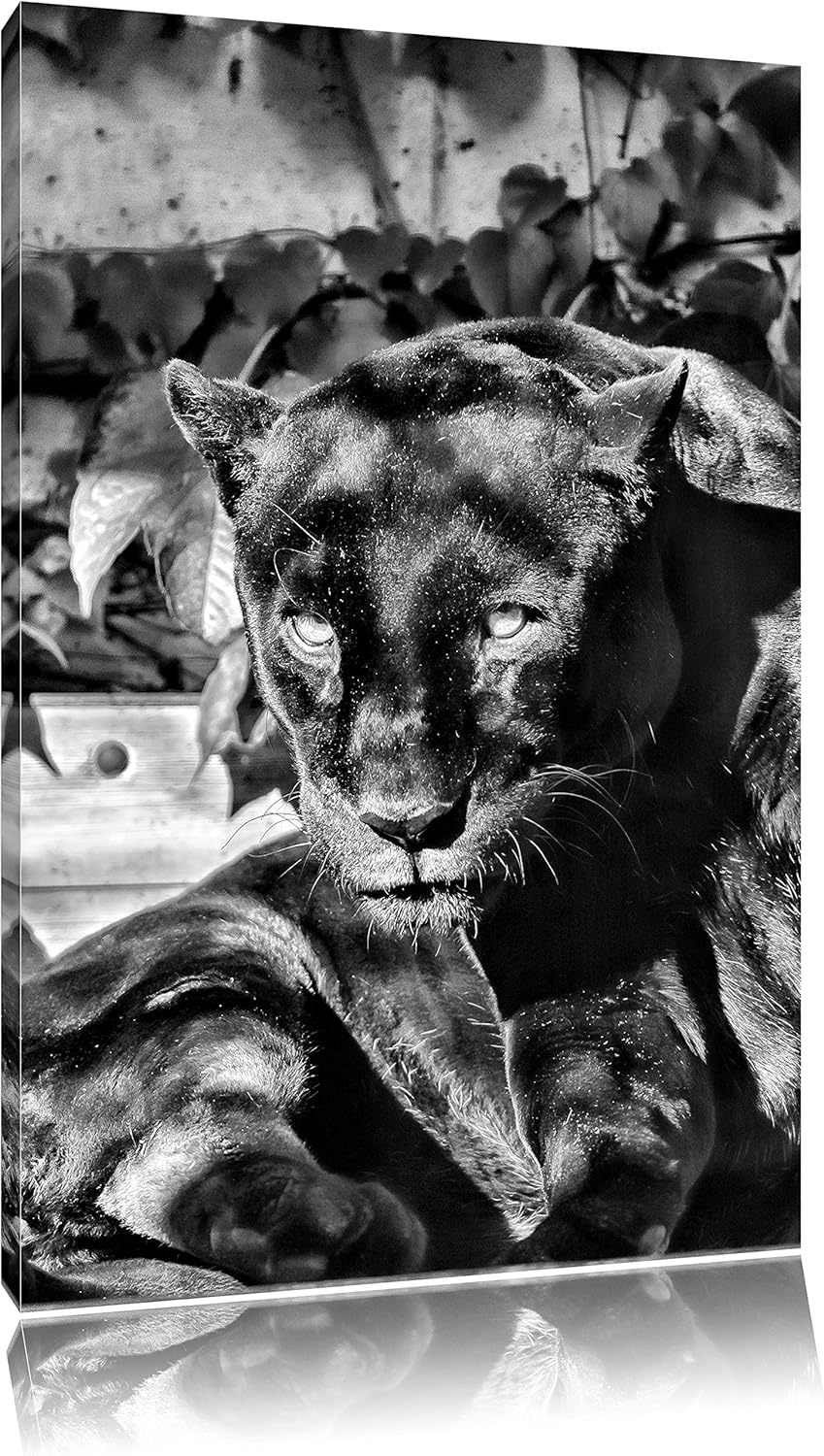 Pixxprint Monocrome, schwarzer Panther, Format: 100x70 auf Leinwand, 100x70
