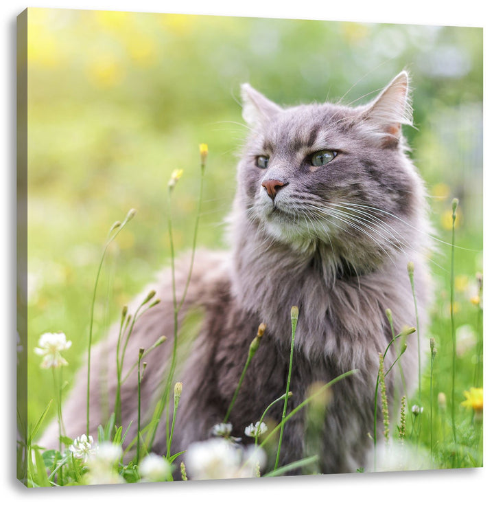 Katze in der Wildnis, Format: 70x70 auf Leinwand, XXL riesige Bilder fertig gerahmt mit Keilrahmen,