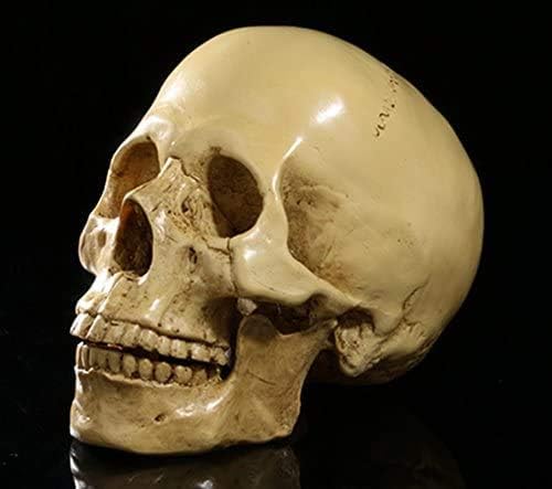 Realistischer, geteilter Totenkopf, zum Sammeln
