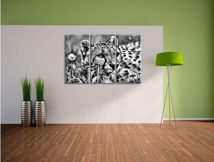 Pixxprint Monocrome, Gepard im Gras 3-Teiler Leinwandbild 120x80 Bild auf Leinwand
