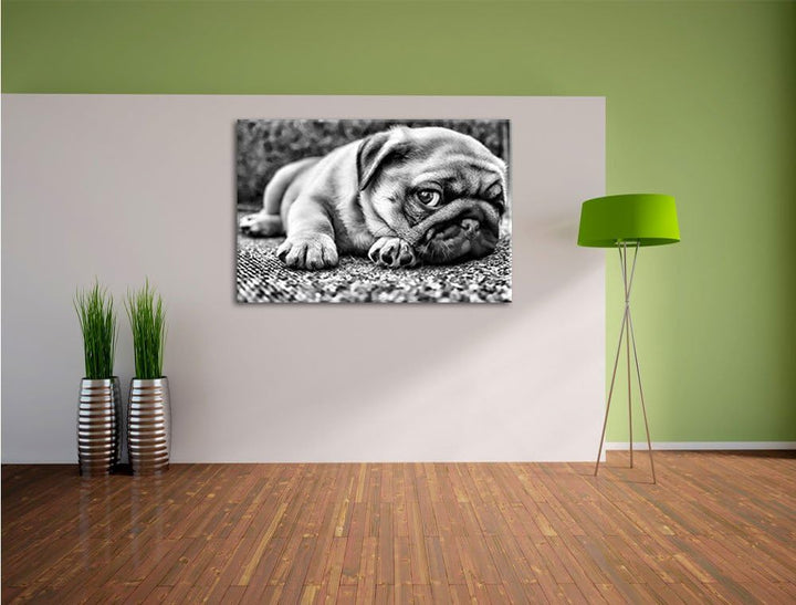 Pixxprint Süsser Mops auf Teppich als Leinwandbild/Grösse: 100x70 / Wandbild/Kunstdruck/fertig bespa