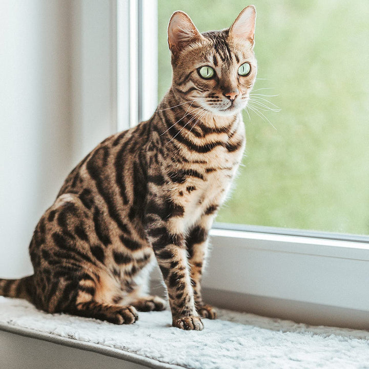 CanadianCat Company | Katzen Fensterliege Liegematte mit Plüschbezug - hellgrau - Grösse L - 90 x 28