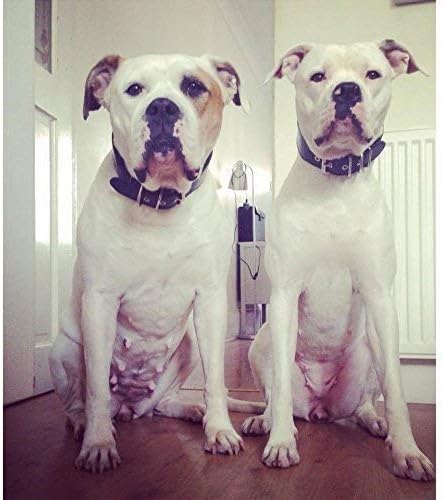 Bestia Echtleder Hundehalsband mit weicher Leder Innenpolsterung. 6,5 cm breit. Passfit. 100% Echtle