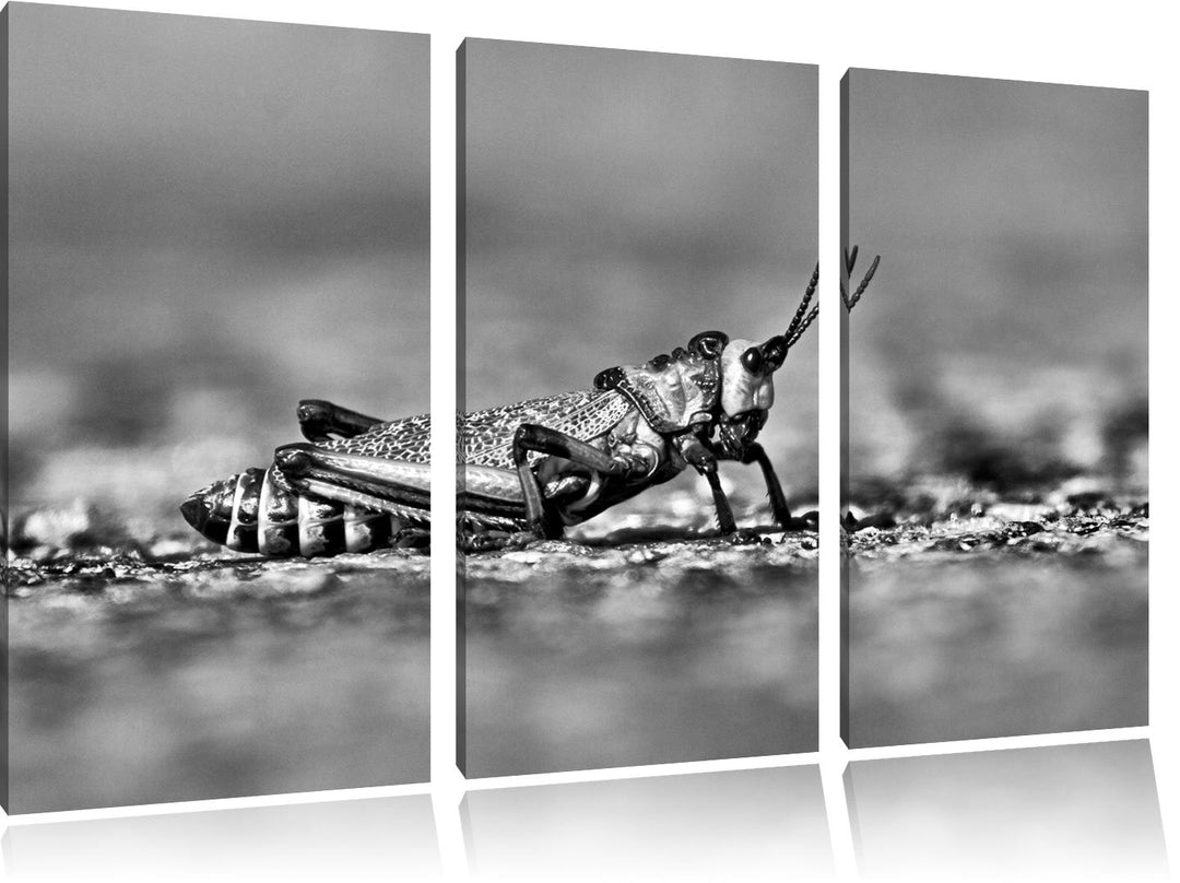 Pixxprint aussergewöhnliche Heuschrecke als Leinwandbild/Grösse: 3 Teilig (120x80) cm/Wandbild/Kunst