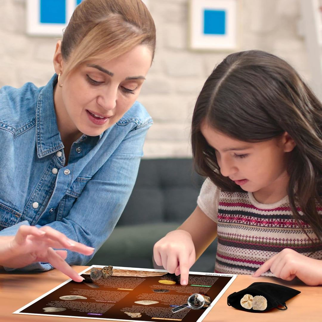 Ausgrabungsset für Kinder – Grabe 5 echte Versteinerungen STEM Wissenschaft Spielzeug, Geologie Pale