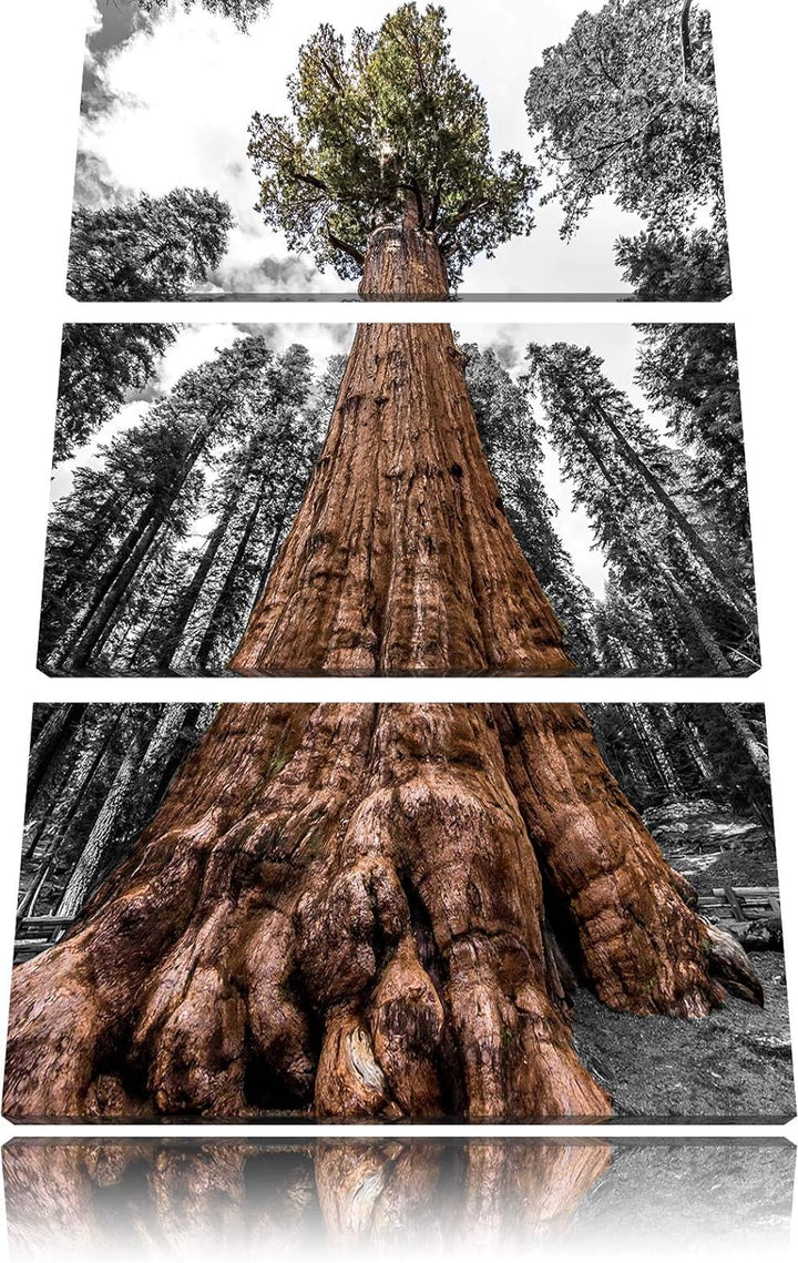 Wald Riesenbaum Regenwald Nebel schwarz/weiss 3-Teiler Leinwandbild 120x80 Bild auf Leinwand, XXL ri