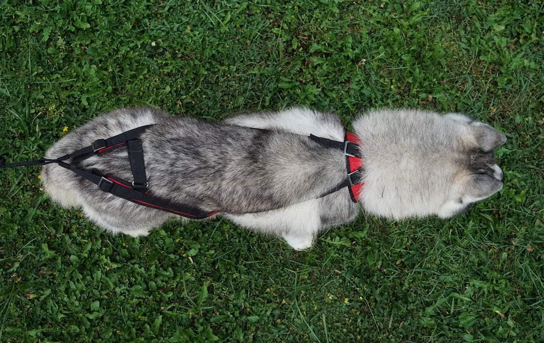 Northern Howl Power Race Hunde Zuggeschirr, verstellbar, Rücken frei, Bikejöring Dogscooting Schlitt