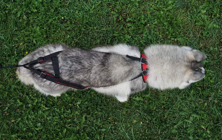 Northern Howl Power Race Hunde Zuggeschirr, verstellbar, Rücken frei, Bikejöring Dogscooting Schlitt