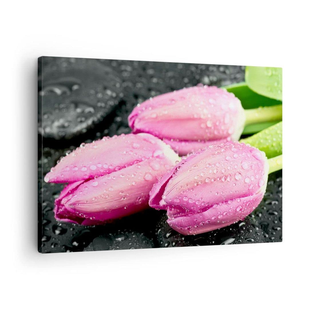Bilder auf Leinwand Tulpen Tau Steine Pflanze Leinwandbild 70x50cm Wandbilder Dekoration Wohnzimmer