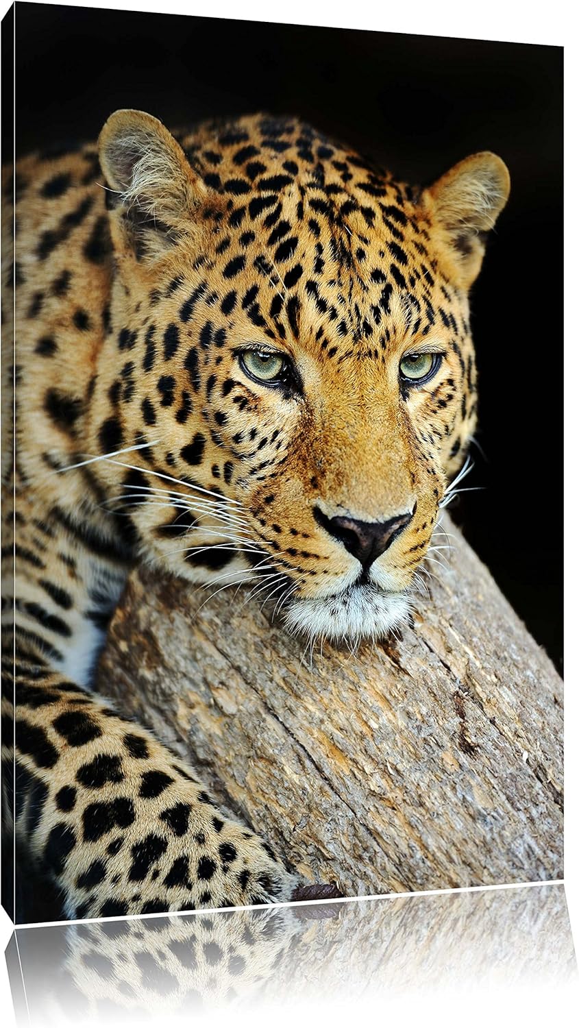 Pixxprint Ruhiger Leopard Format: 100x70 auf Leinwand, XXL riesige Bilder fertig gerahmt mit Keilrah