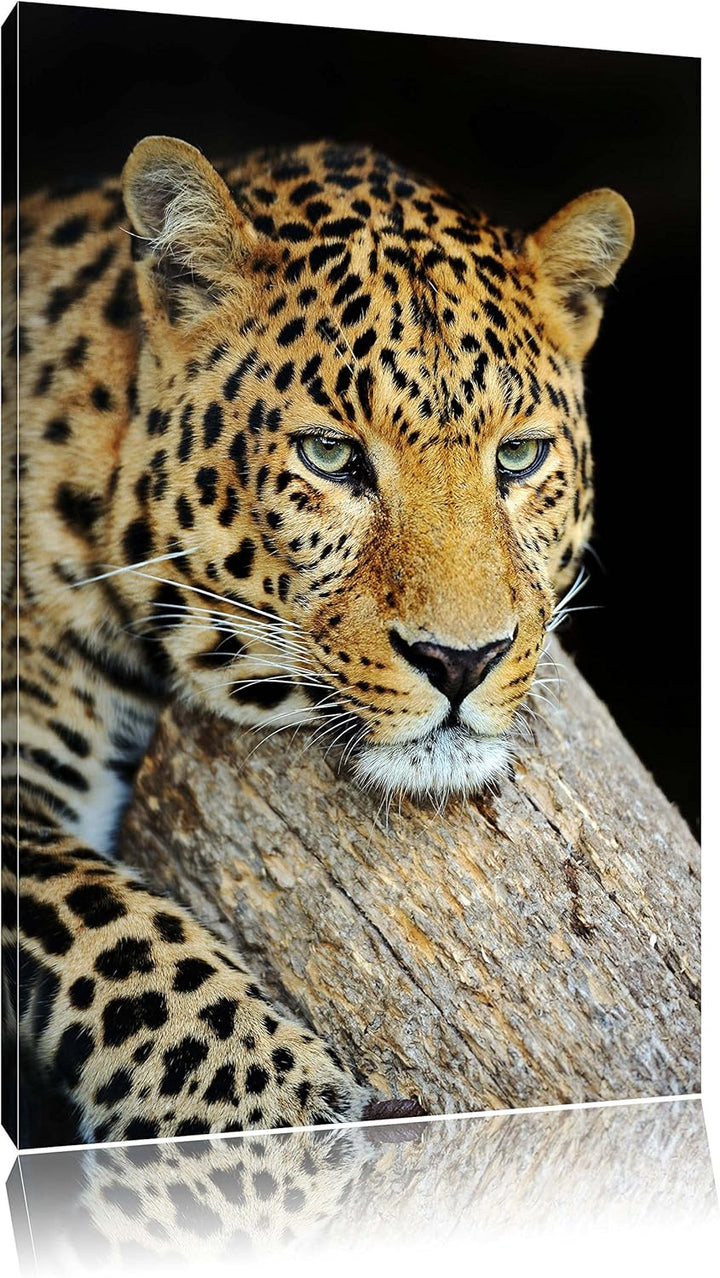 Pixxprint Ruhiger Leopard Format: 100x70 auf Leinwand, XXL riesige Bilder fertig gerahmt mit Keilrah