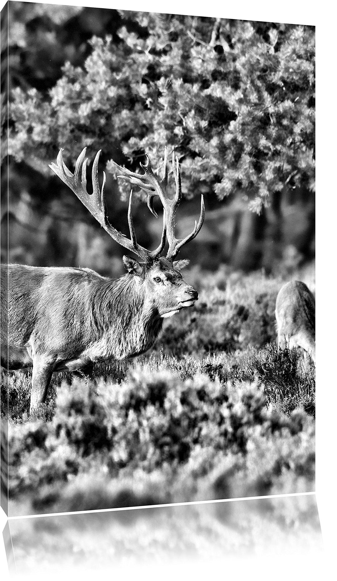 Pixxprint Hirschfamilie Wiese / 100x70cm Leinwandbild bespannt auf Holzrahmen/Wandbild Kunstdruck De