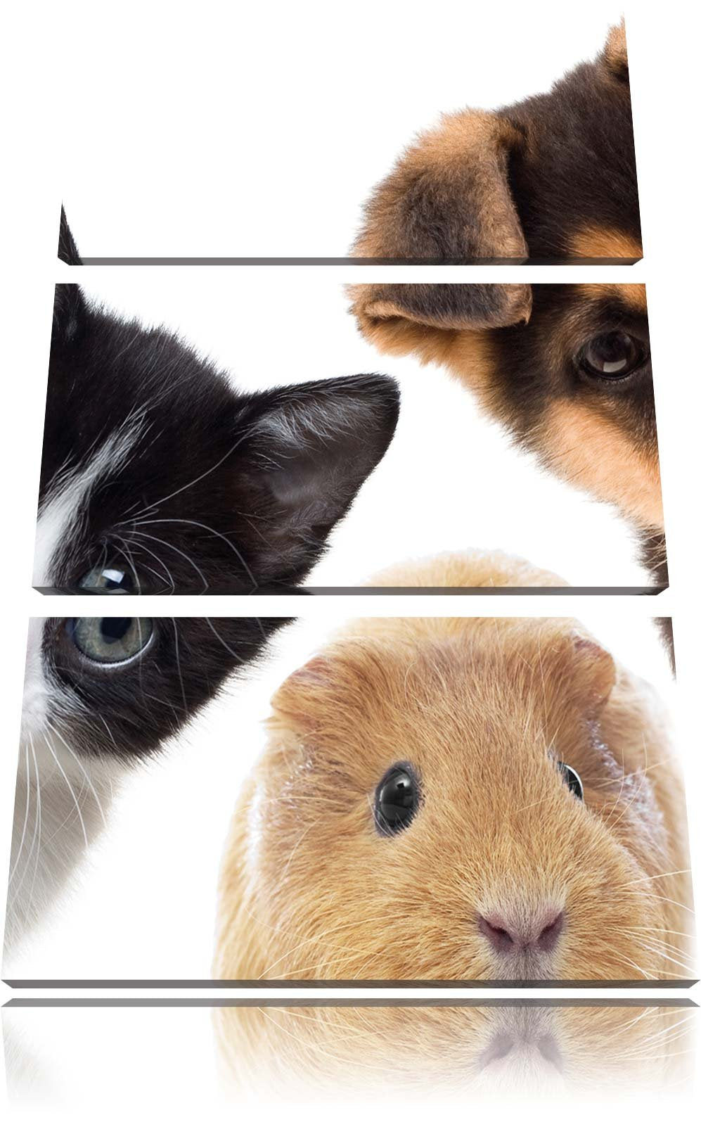 Pixxprint Trio Hund Katze Meerschwein / 3-Teilig/Gesamtmass 120cm Leinwandbild bespannt auf Holzrahm