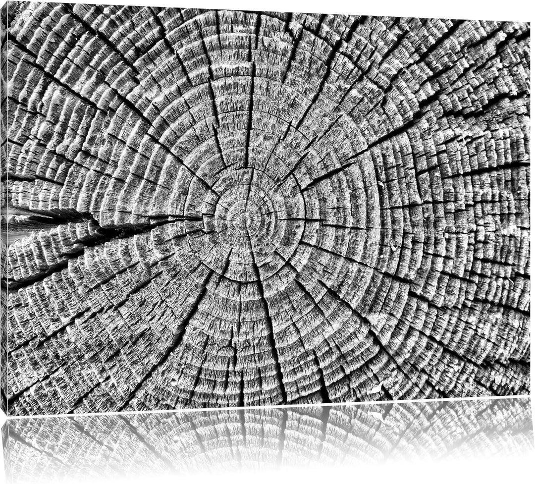Pixxprint Baumstamm Jahresringen als Leinwandbild/Grösse: 100x70 / Wandbild/Kunstdruck/fertig bespan