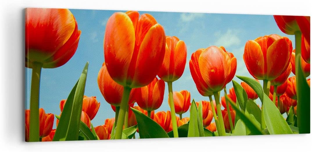 Wandbilder Dekoration Wohnzimmer Tulpe Blume blauer Himmel Panorama Bilder auf Leinwand 120x50cm Lei