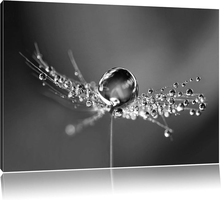 Pixxprint Wassertropfen auf Einer Pusteblume als Leinwandbild/Grösse: 100x70 / Wandbild/Kunstdruck/f