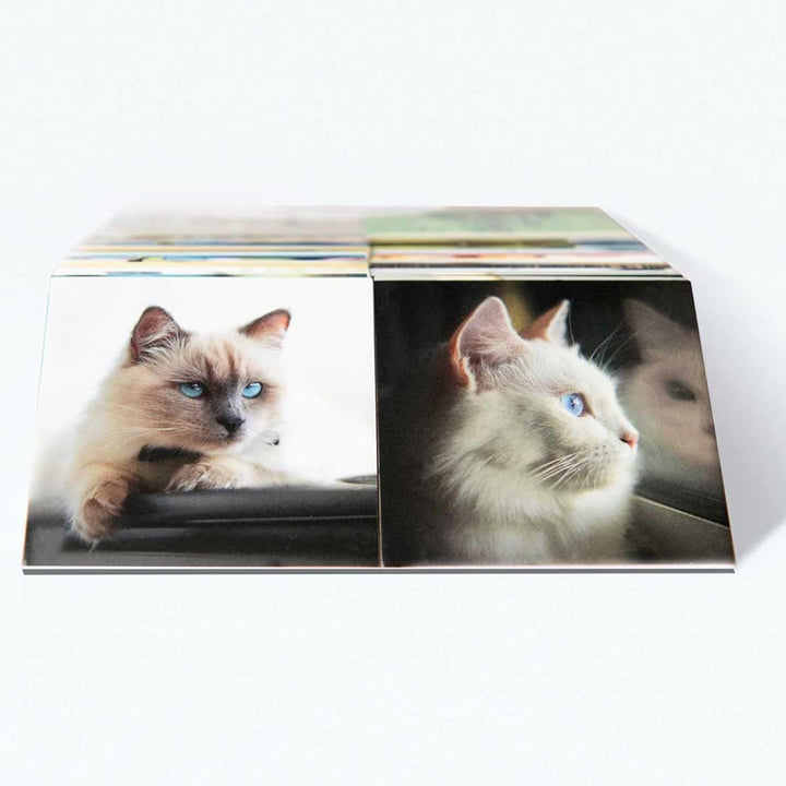 Remember MEM01 Memory Gedächtnisspiel Katzen – 44 Bildpaare für Katzenfreunde (88 Karten) Mehrfarbig