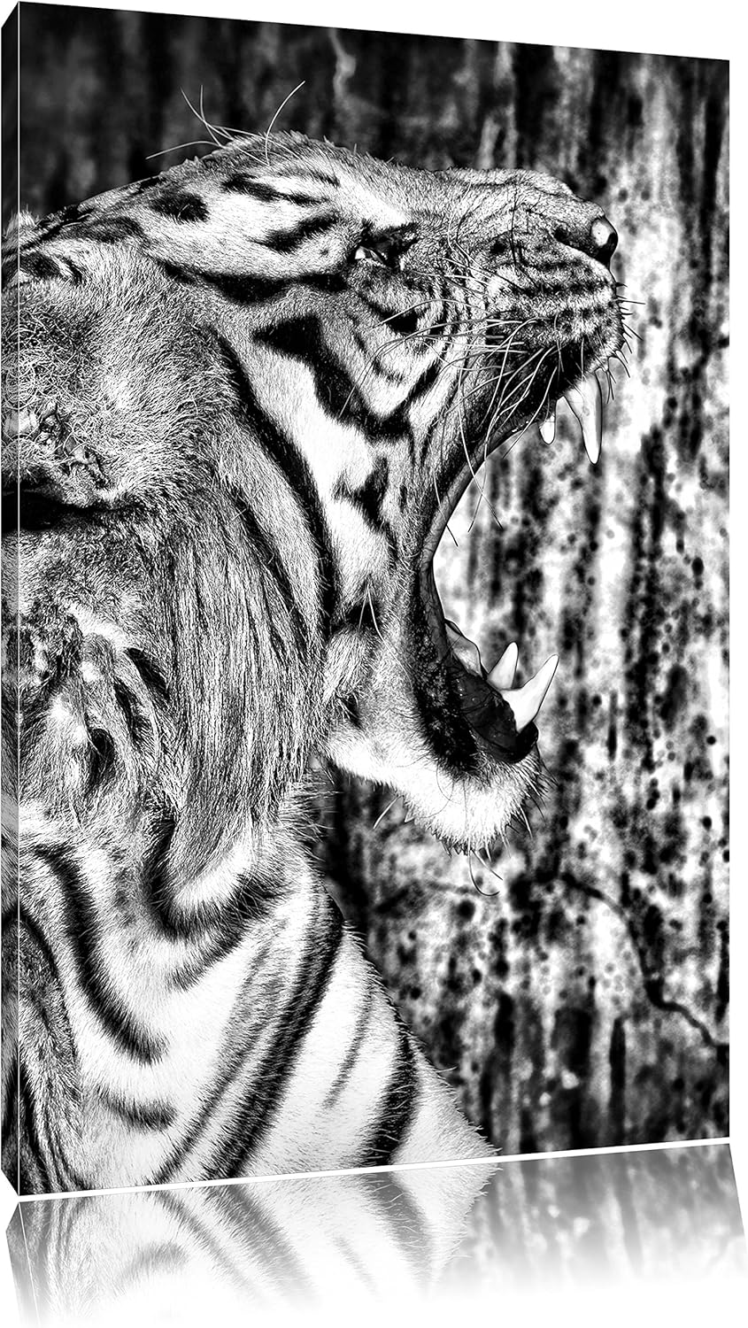 Pixxprint Monocrome, Brüllender Tiger, Format: 100x70 auf Leinwand, 100x70