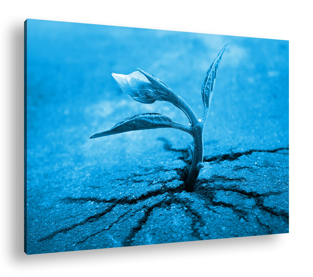 deyoli starke Pflanze wächst durch Asphalt Format 80x60 Effekt: Monocrome Blau als Leinwandbild, Mot