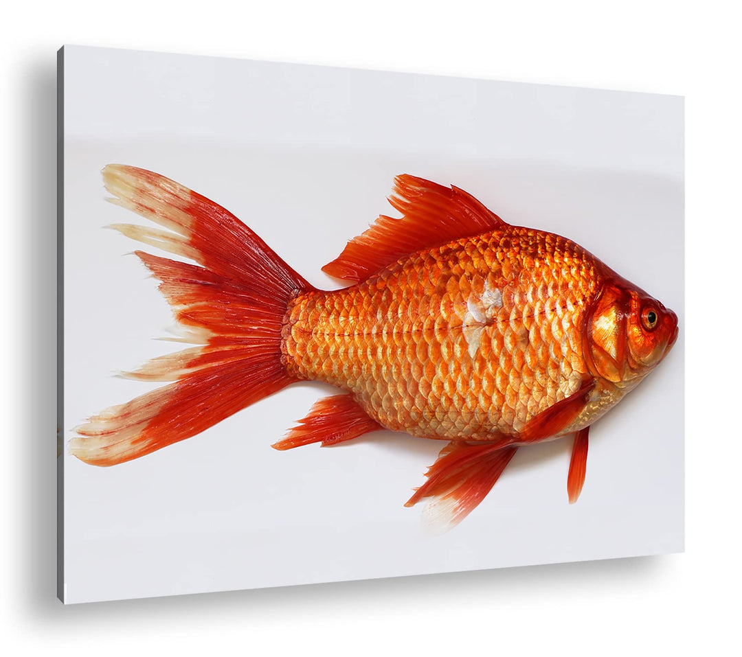 deyoli glänzender Goldfisch im Format: 80x60 als Leinwandbild, Motiv fertig gerahmt auf Echtholzrahm