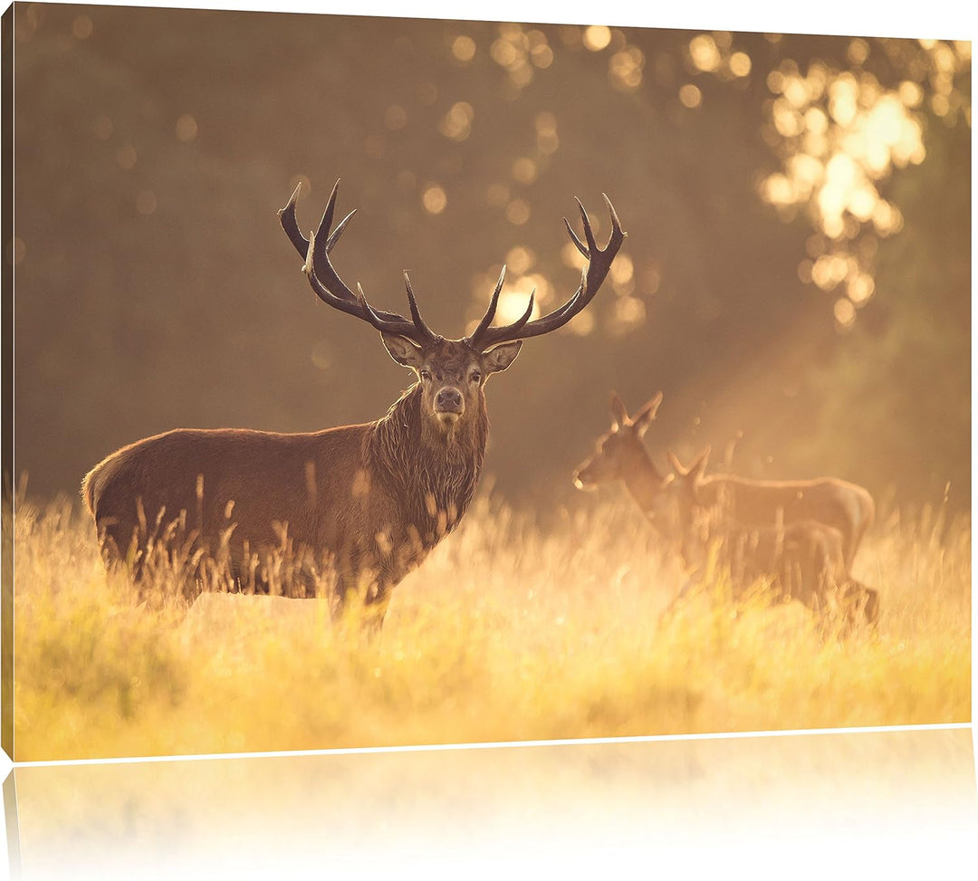 Pixxprint Rotwild im goldenen Morgenlicht als Leinwandbild/Grösse: 100x70 cm/Wandbild/Kunstdruck/fer