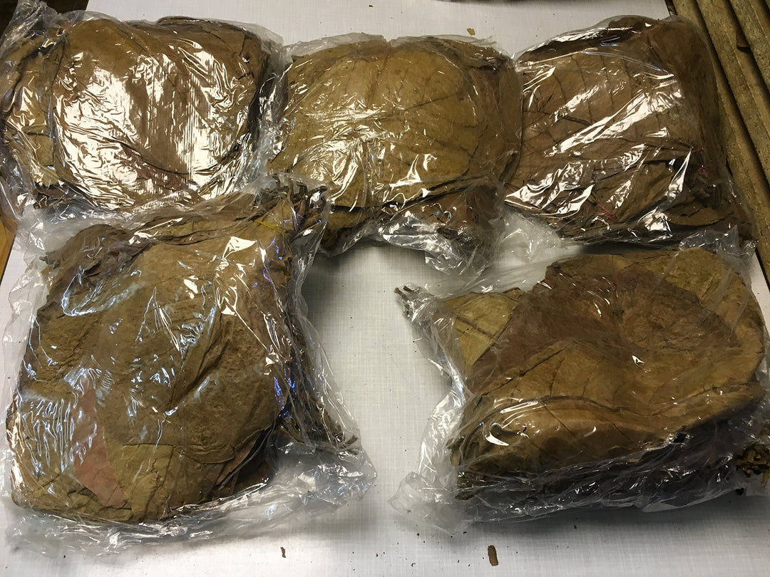 garnelenshop24de Seemandelbaumblätter 1 Kilogramm ~25cm Terminalia Catappa Leaves Indian Almond