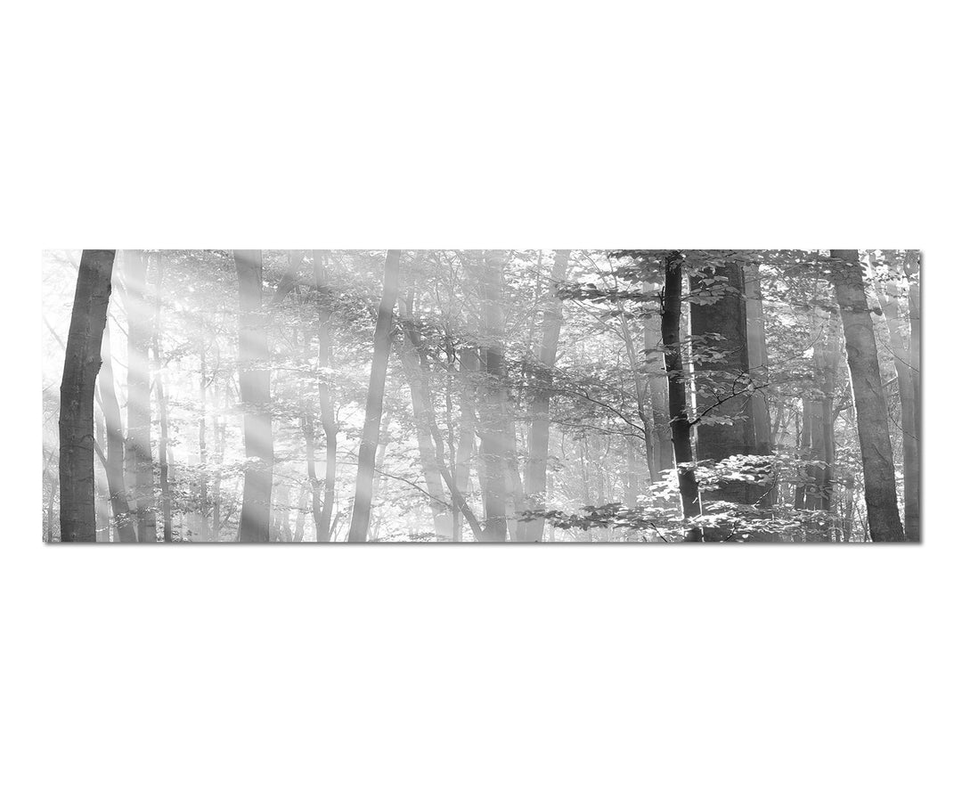 Paul Sinus Art Leinwandfoto als Panorama SCHWARZ/Weiss 120x40cm Bäume Wald Sonnenstrahlen Herbst