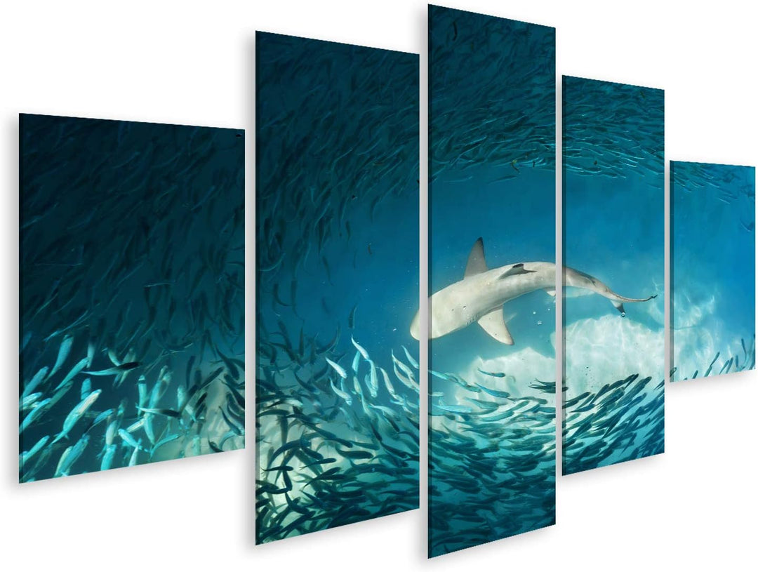 islandburner Bild auf Leinwand Hai Kleine Fische Ozean Natur Hintergrund Bilder Wandbilder Poster Le