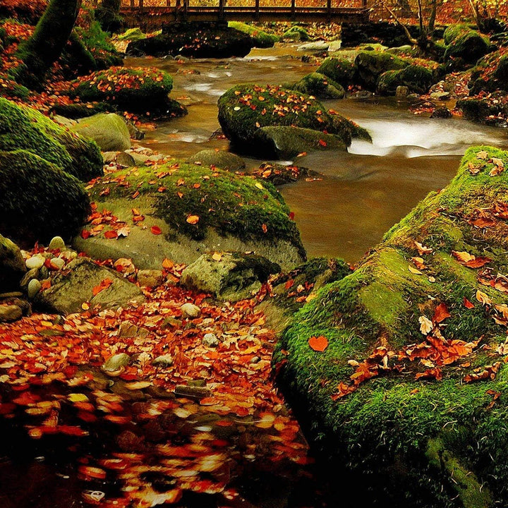 Traumschlaf Bettwäsche Herbstwald 1 Bettbezug 135 x 200 cm + 1 Kissenbezug 80 x 80 cm, 1 Bettbezug 1