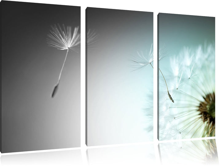 Pixxprint Löwenzahn Pusteblume als Leinwandbild/Grösse: 3 Teilig (120x80 cm) cm/Wandbild/Kunstdruck/