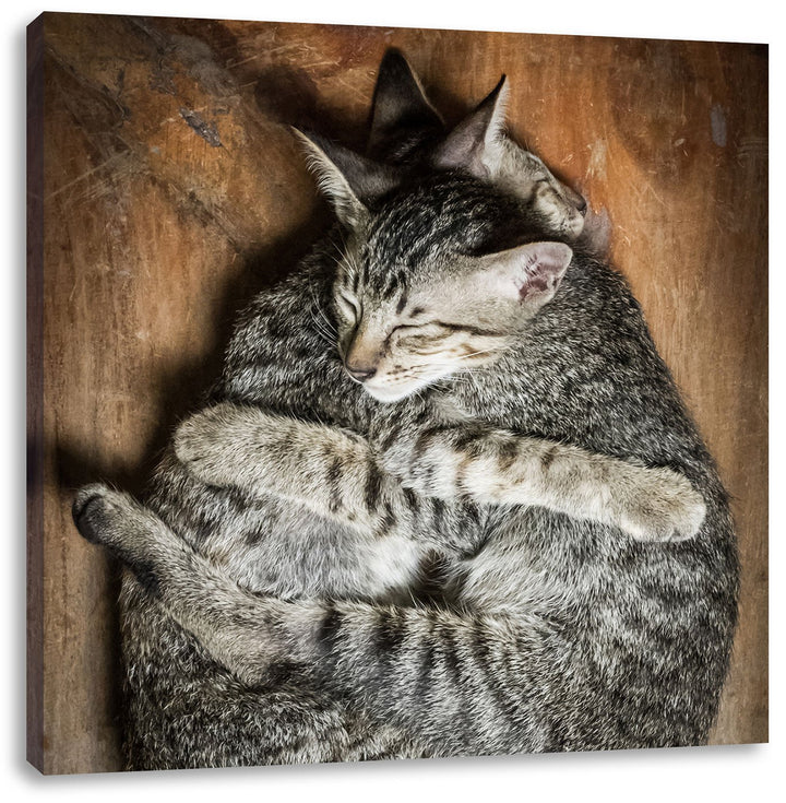 Kuschelnde Katzen, Format: 70x70 auf Leinwand, XXL riesige Bilder fertig gerahmt mit Keilrahmen, Kun