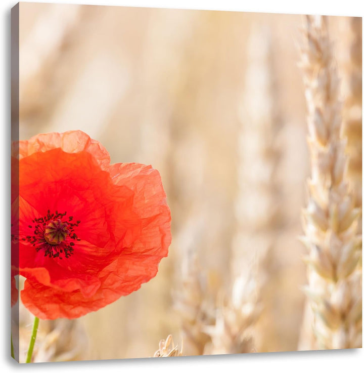 Mohnblume im Kornfeld, Format: 70x70 auf Leinwand, XXL riesige Bilder fertig gerahmt mit Keilrahmen,