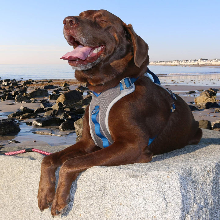 Kurgo Journey (TM) Dog Running Geschirr, Hundegeschirr, Walking Hund wandern Geschirr, Hundegeschirr