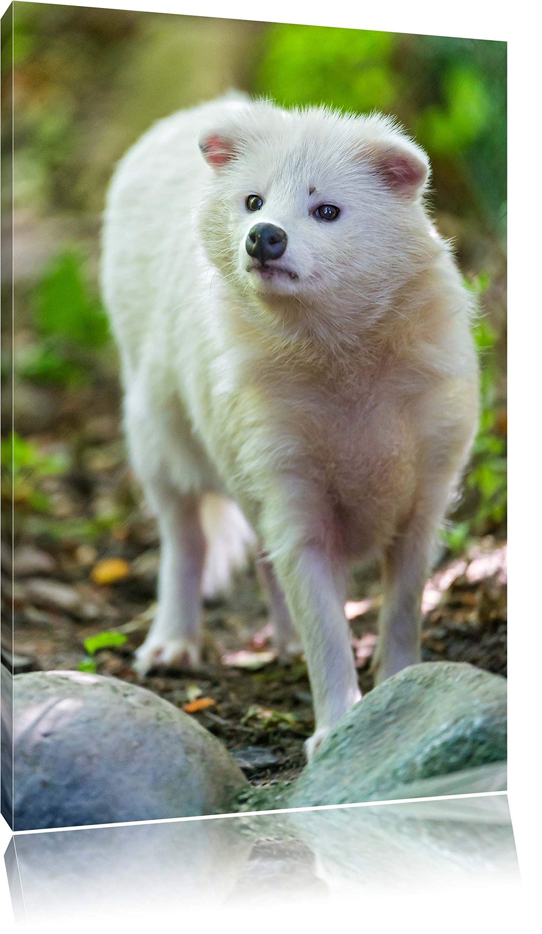 Pixxprint niedlicher Polarfuchs auf Leinwand, XXL riesige Bilder fertig gerahmt mit Keilrahmen, Kuns