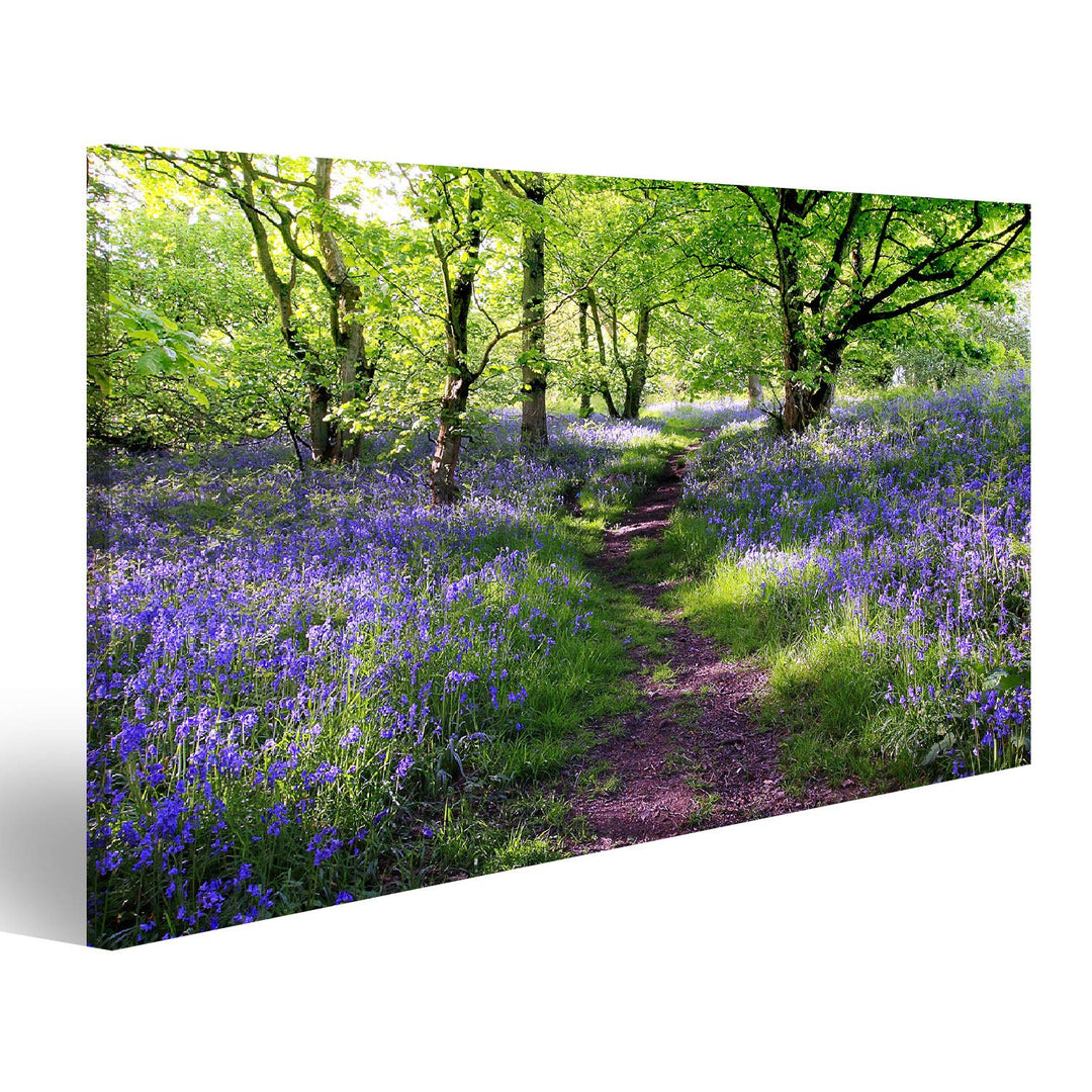 islandburner Bild auf Leinwand Blaue Glocken Blumenwiese In Schottland Bilder Wandbilder Poster Lein